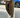 Pantalone Dik NJB Fango